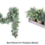 best plants for fireplace mantel